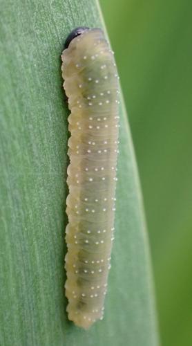 Rhadinoceraea micans